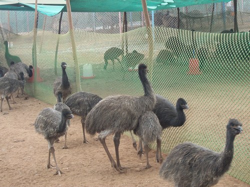 Emu Farming