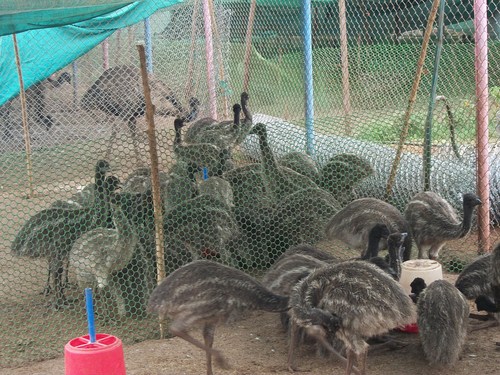 EMU Farm