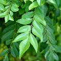 curryleaves