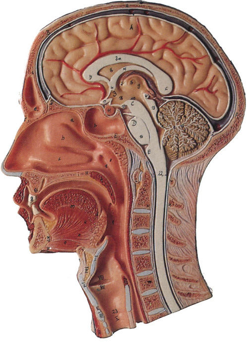 Human Neck Model
