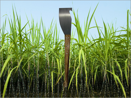 Cutlasses Sugarcane Knife
