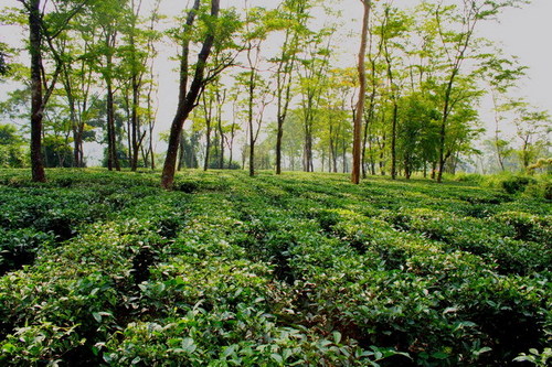 Darjeeling Plane Land Property Consultancy