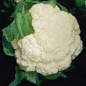 CAULIFLOWER