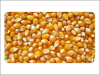Maize