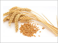 Wheat