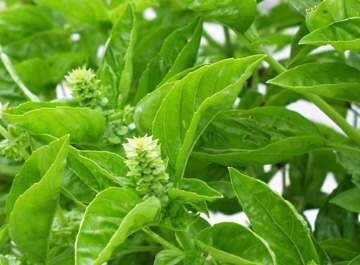 Basil Oil