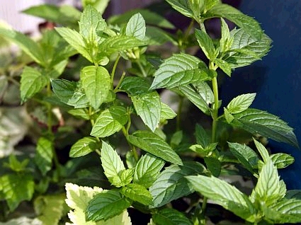 Peppermint Oil