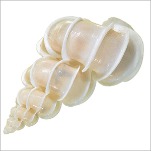 Shell