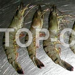 BLACK TIGER PRAWNS