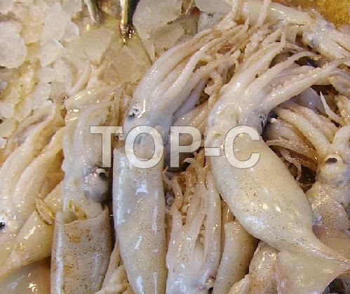 FISH SQUID