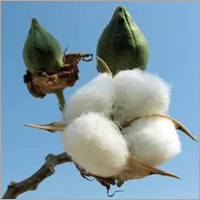 Raw Cotton