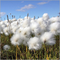 Organic Cotton