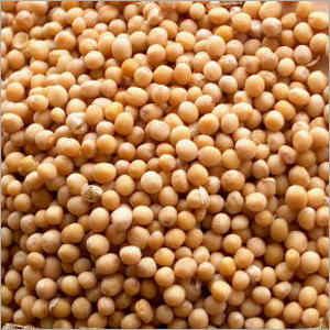 Yellow Mustard Seeds