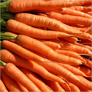Carrot