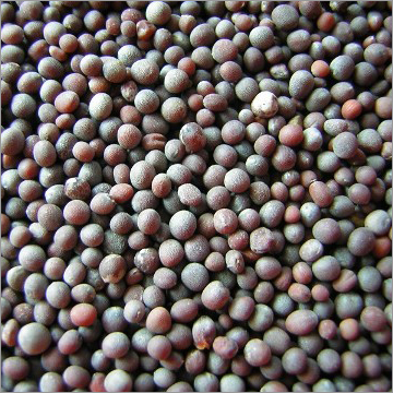 Black Mustard Seeds