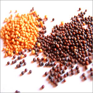 Seeds