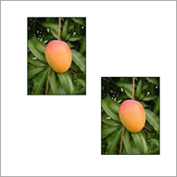 Fresh Mango Fruit Pulp