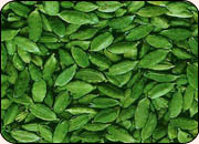 Cardamom