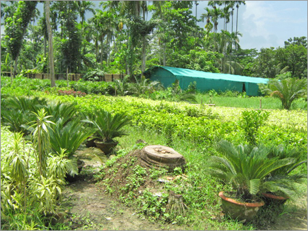 पौधे, फूल और सूखे फूल