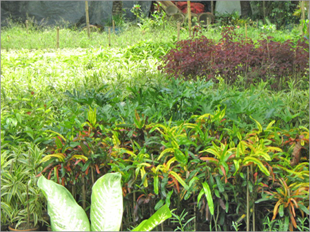 Plant, Flowers & Dried Flowers
