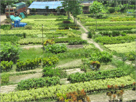 Plant, Flowers & Dried Flowers