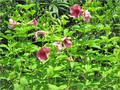 Plant, Flowers & Dried Flowers