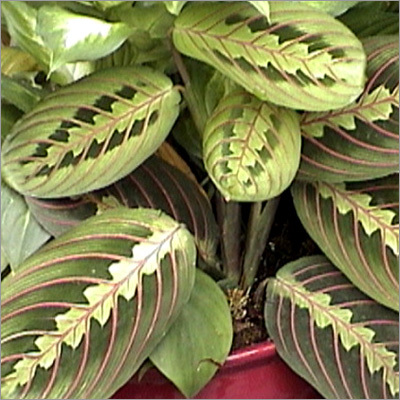 Maranta