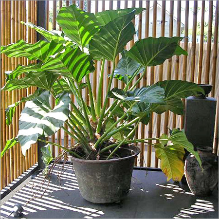 Marble Plant