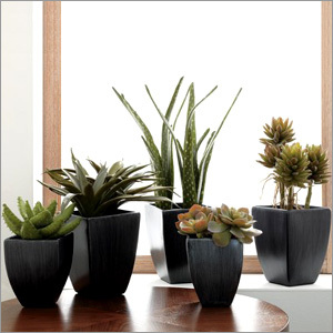 Succulent Potted Plants