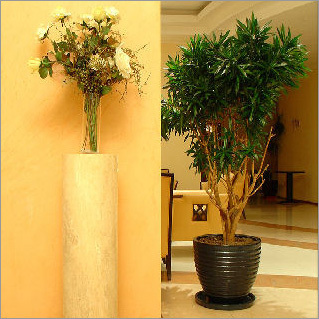 Plants on Rent