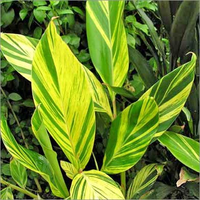 Alpinia plant