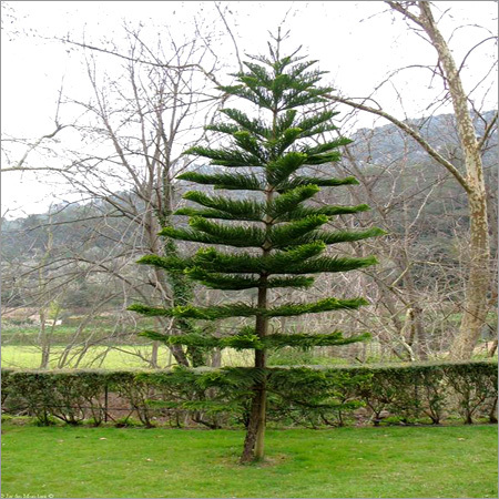 Araucaria Sagranja