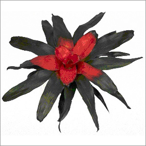 Bromeliad Neoregelia plant