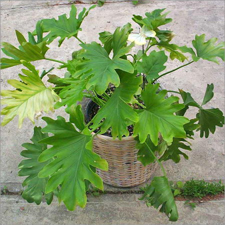 Philodendron Solleum Plant