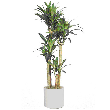 Dracaena potted plants