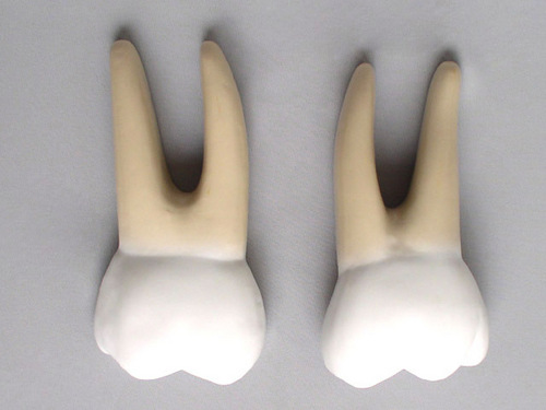 Human Teeth Model