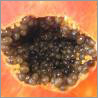 Seeds