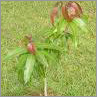 Mango Plant