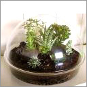 Terrariums