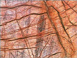 Marbles Rain Forest Brown