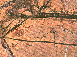 Rain Forest Gold Marble Brown
