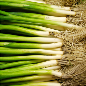 Fresh Spring Onion