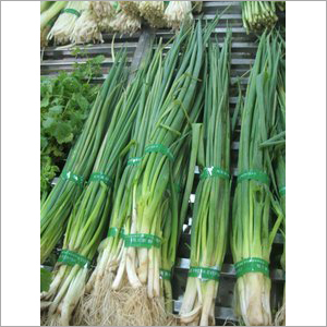 Green Spring Onion