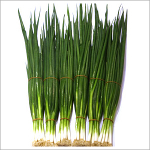 Spring Onions