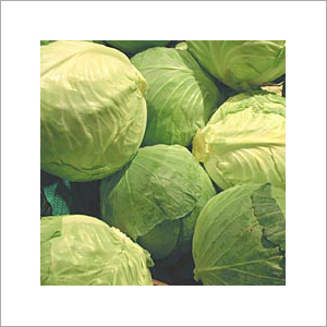 Fresh Cabbage