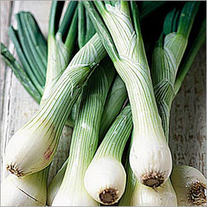 Spring Onion