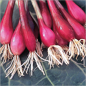Spring Onion