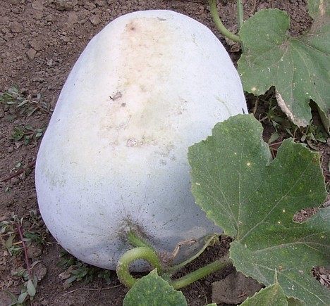 ash gourd