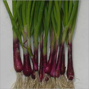 Spring Onion Deep Purple