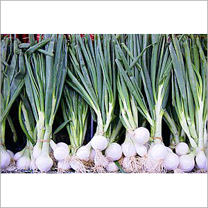 Spring Onion